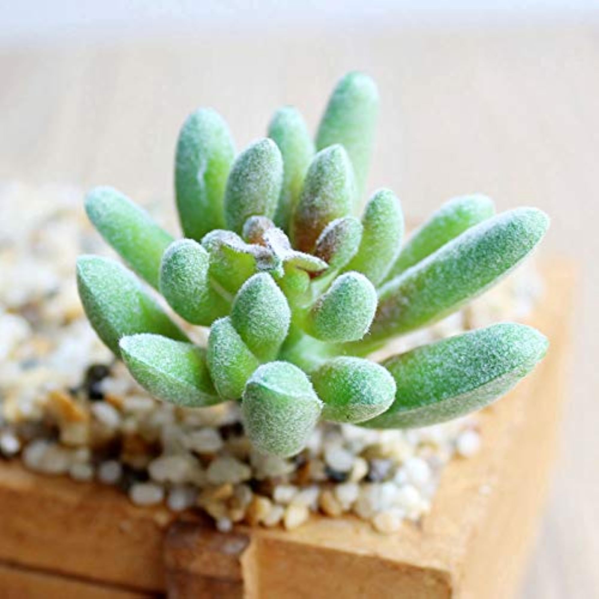 Imitation Succulent Flower Head Accessories